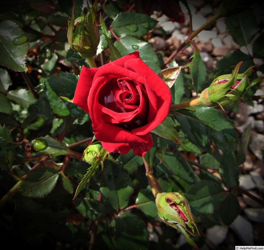 'Ruby Ruby ™' rose photo
