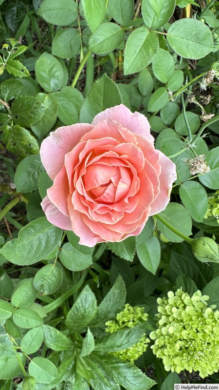 'Elle ® (hybrid tea, Mouchotte/Meilland, 1999)' rose photo