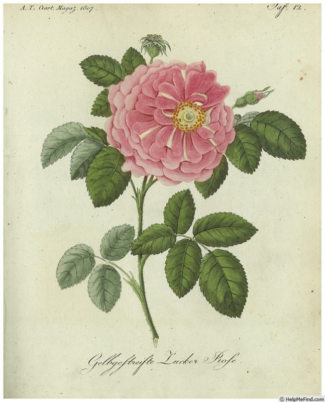 'Die Zucker-Rose mit gelben Rippen' rose photo