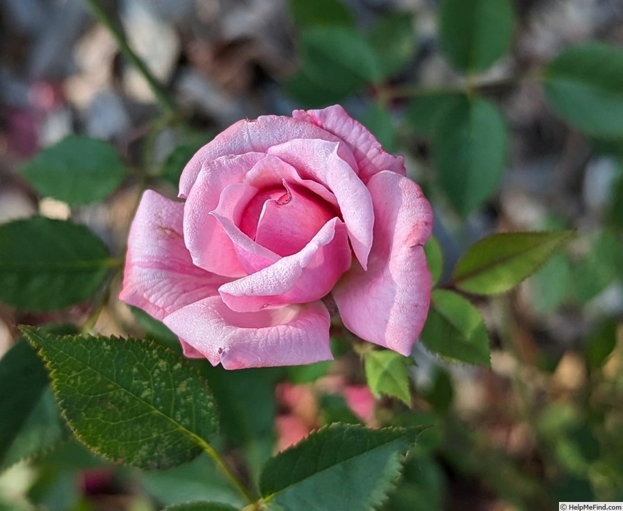 'Little Sir Echo' rose photo