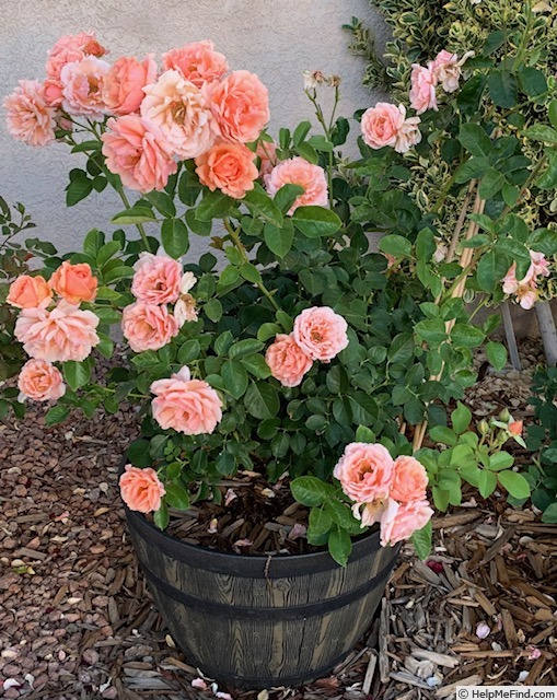 'Apricot Candy ™' Rose