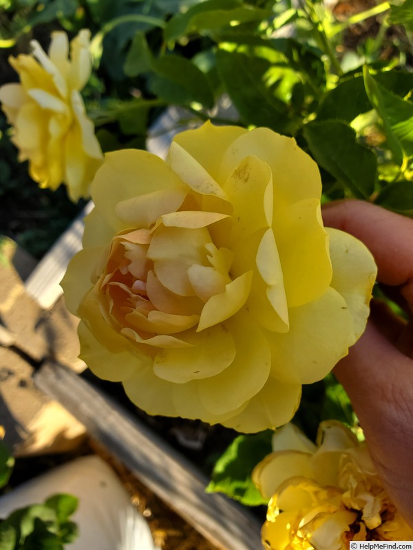 'Golden Masterpiece' rose photo