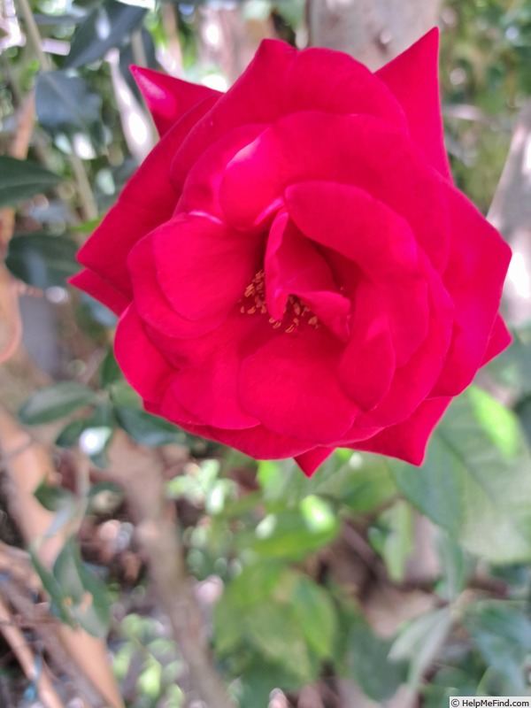 'Le Grand Huit ®' rose photo