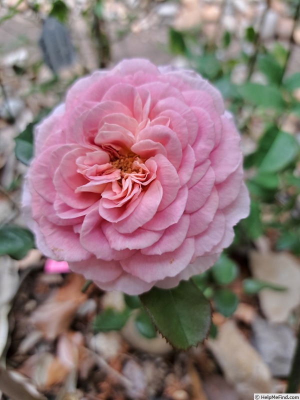 'Roses en Baie ®' rose, click to enlarge 'Roses en Baie ®' rose photo