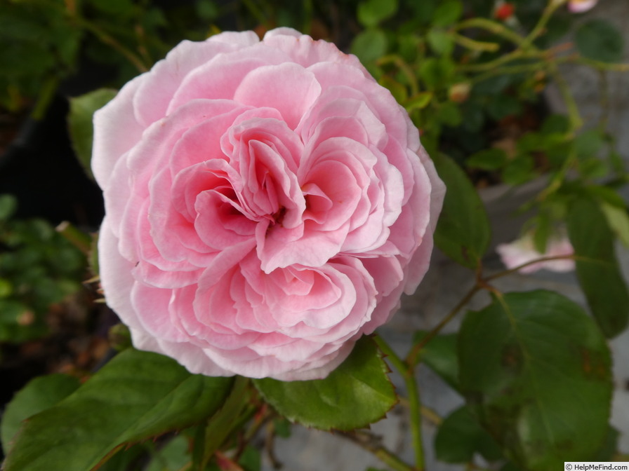 'Rosengräfin Marie Henriette ®' rose photo