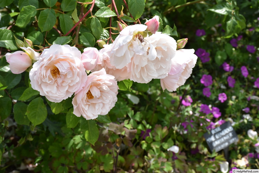 'The Generous Gardener' rose photo