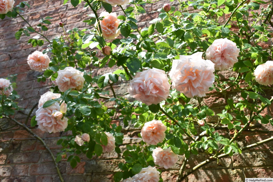 'Breeze Hill' rose photo