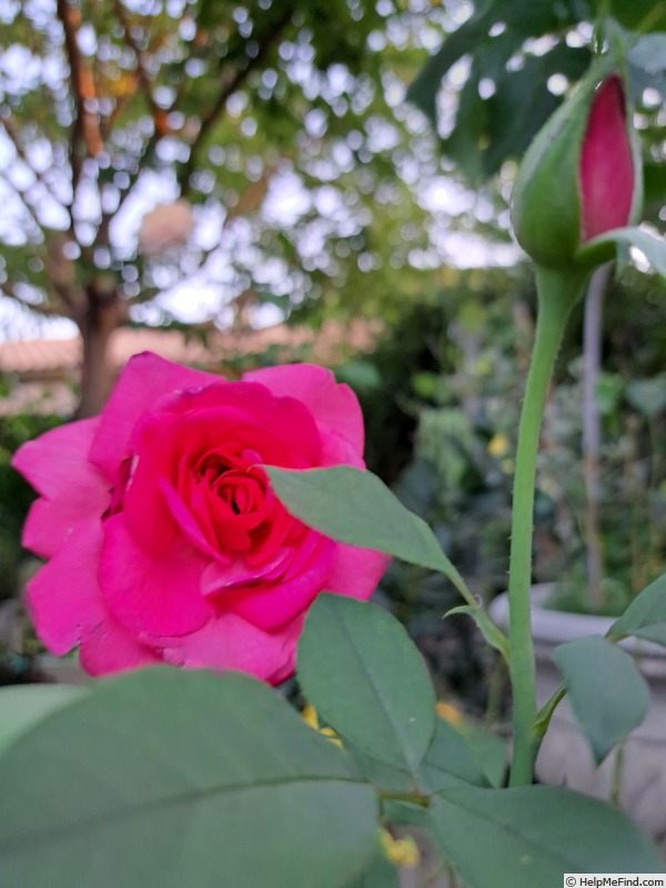 'Kazatchok ®' rose photo