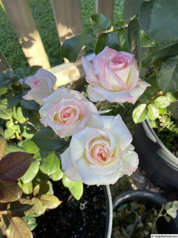 'Angel Kisses (floribunda, Bang 2015)' rose photo