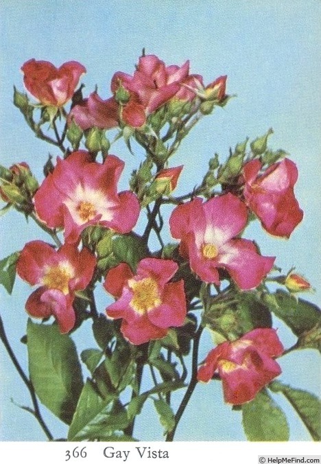 'Gay Vista' rose photo