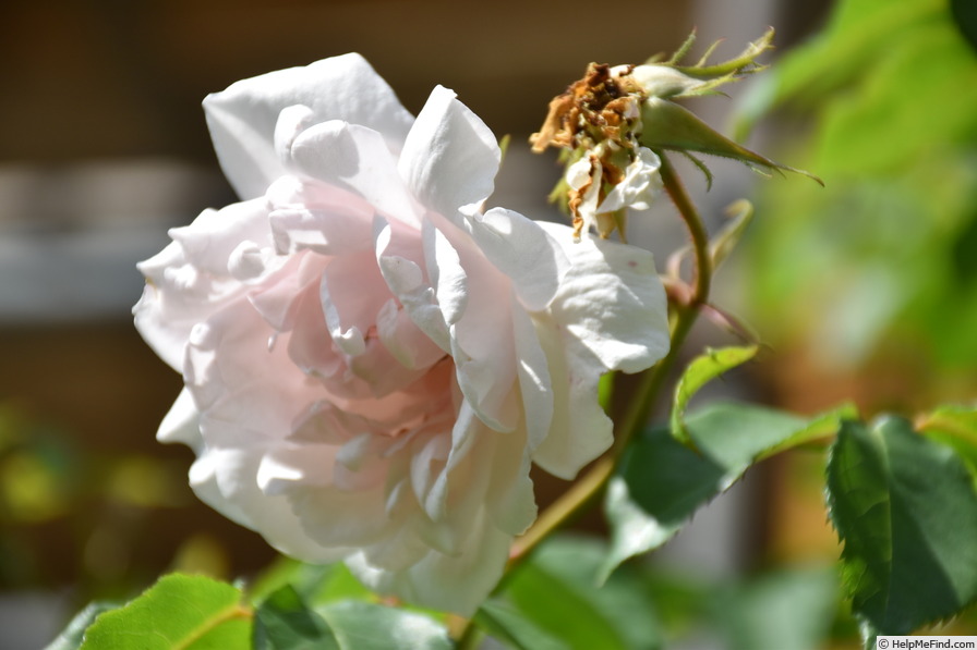 'Madame Alfred Carrière (Noisette, Schwartz, 1875)' rose photo