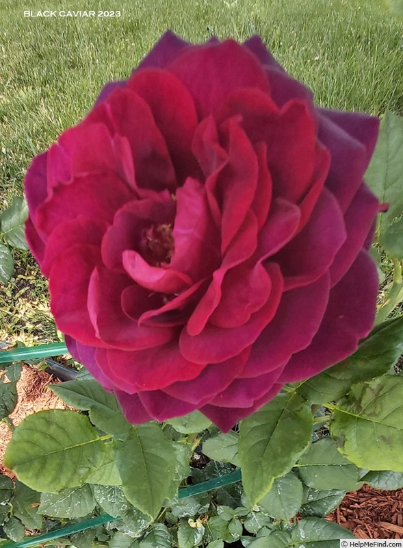 'Black Caviar' rose photo