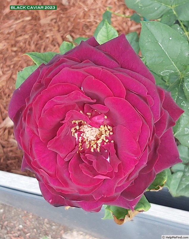 'Black Caviar' rose photo