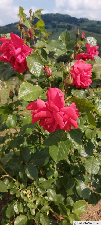 'Bonn' rose photo