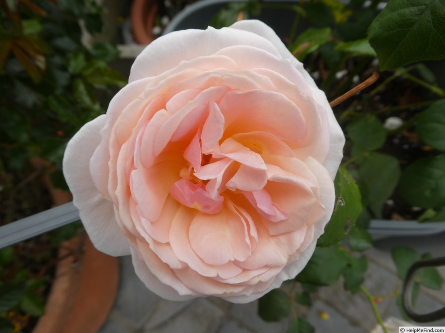 'Caroline's Heart' rose photo