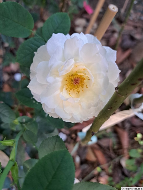 'Gentle Hermione' rose photo