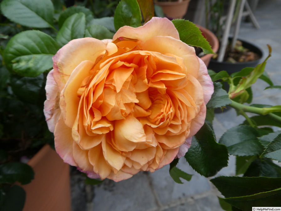 'Capri ® (hybrid tea, Evers/Tantau  2008/14)' rose photo