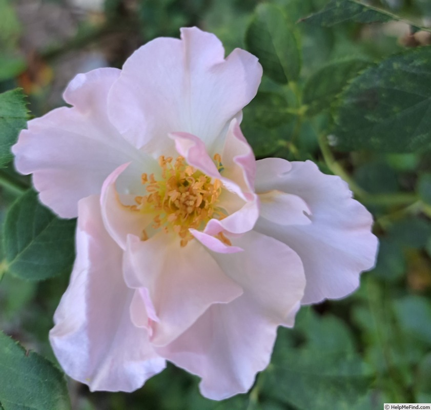 'Pear™' rose photo