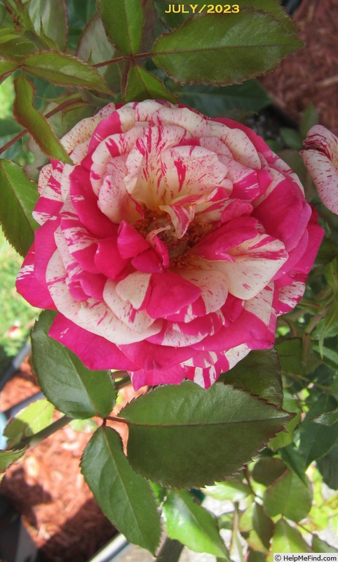 'Brocéliande ® (Hybrid Tea, Adam 2000)' rose photo