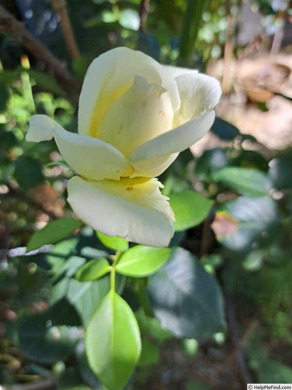 'Pierre Arditi ®' rose photo