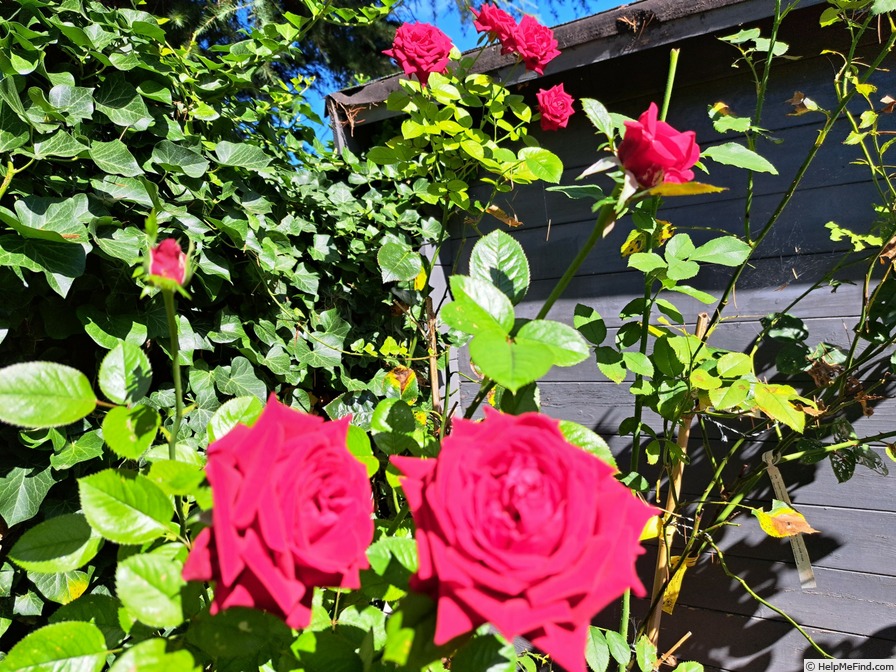 'Rouge Adam ®' rose photo