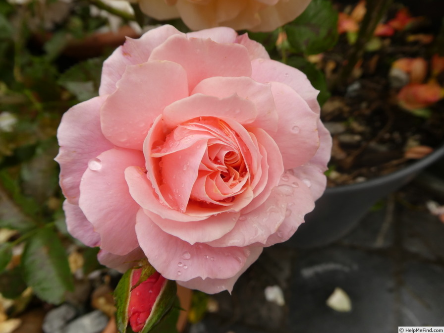 'Botticelli ®' rose, click to enlarge 'Botticelli ®' rose photo