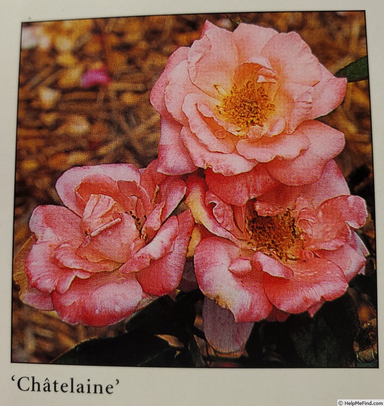 'Châtelaine (floribunda, Lens, 1957)' rose photo