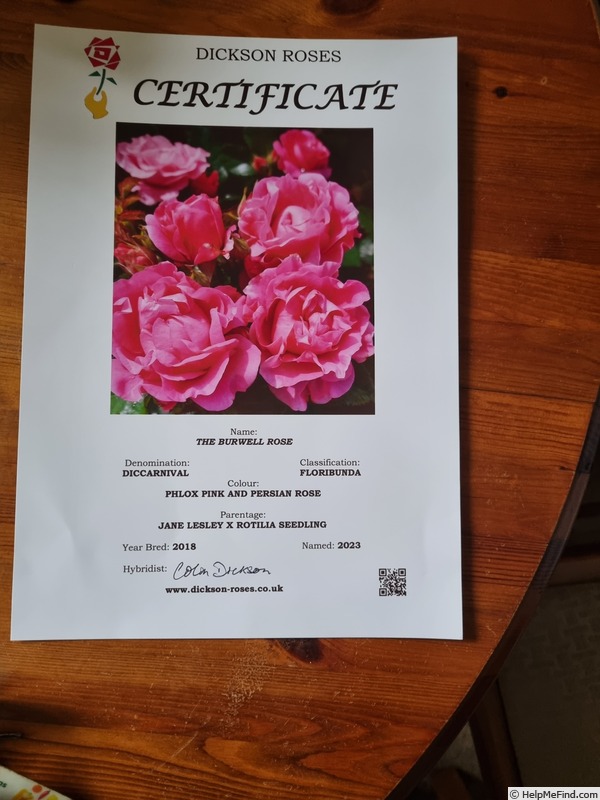 'The Burwell Rose' rose photo