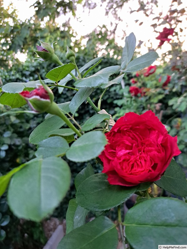 'Ruban Rouge ® (shrub, Meilland 2012)' rose photo