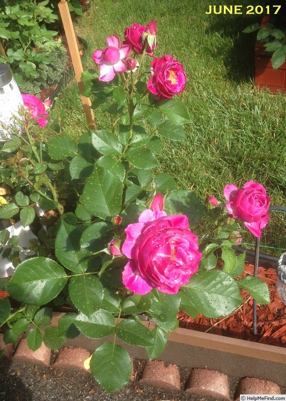'Wild Blue Yonder ™' rose photo
