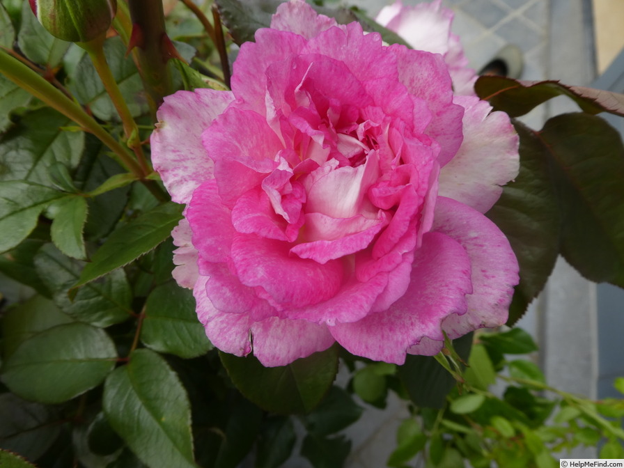 'Bornéo Odore ®' rose photo