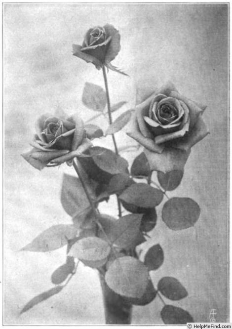 'Milady' rose photo