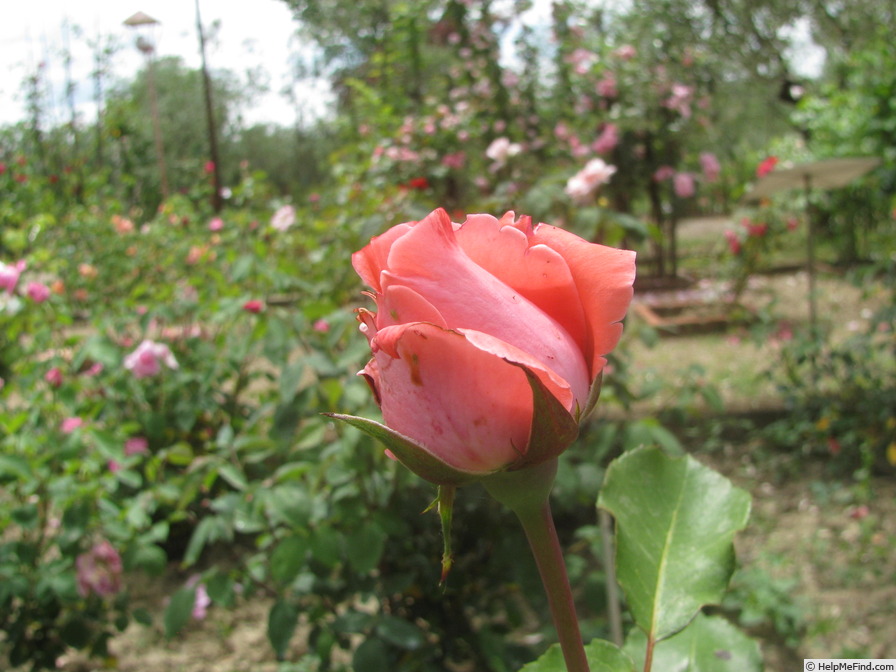 'Jean Marc Rosé' rose photo