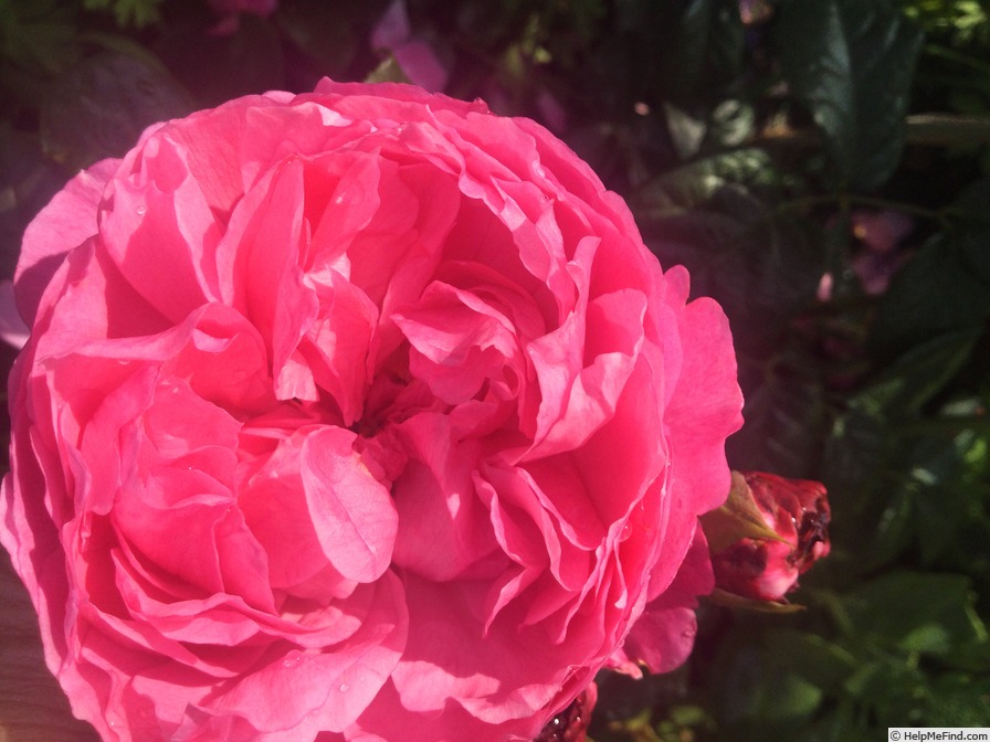 'Penelope Lively ®' rose photo