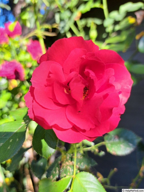 'Docteur Watson' rose photo