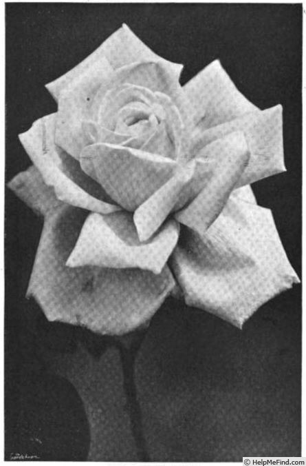 'Molly Bligh' rose photo