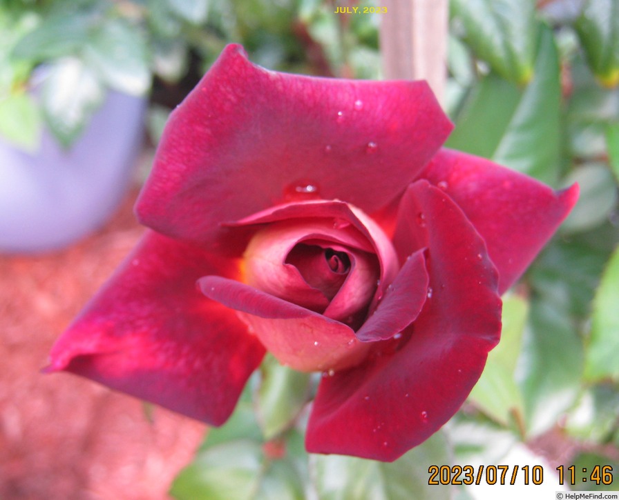 'Dark Knight (hybrid tea, Meilland before 2008)' rose photo