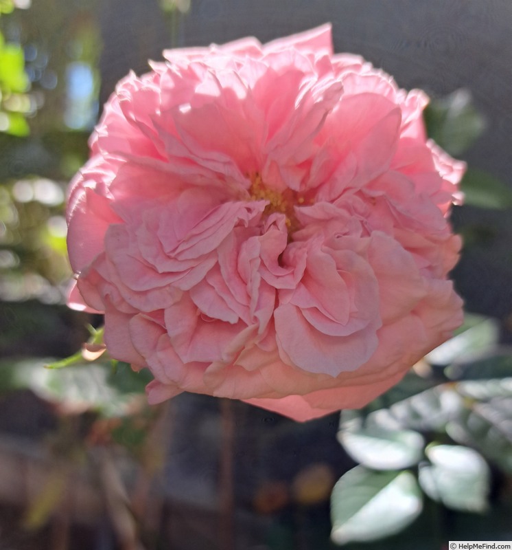 'Pink Voluptia ®' rose photo