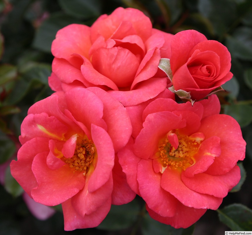 'Flamingo ® (floribunda, Kordes, 2011/22)' rose photo