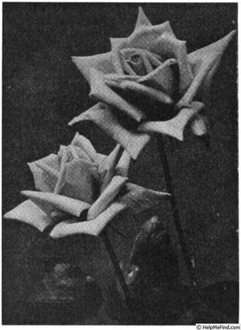'Mrs. E. Alford' rose photo