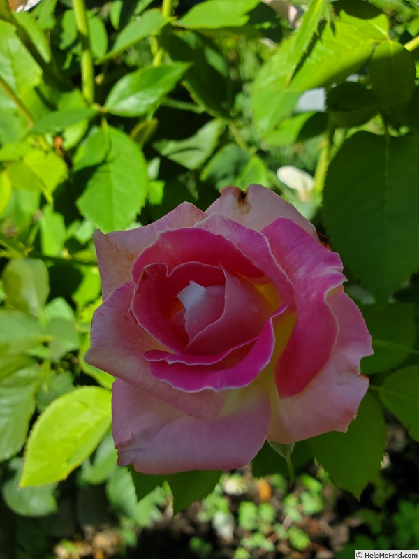 'Painted Porcelain™' rose photo