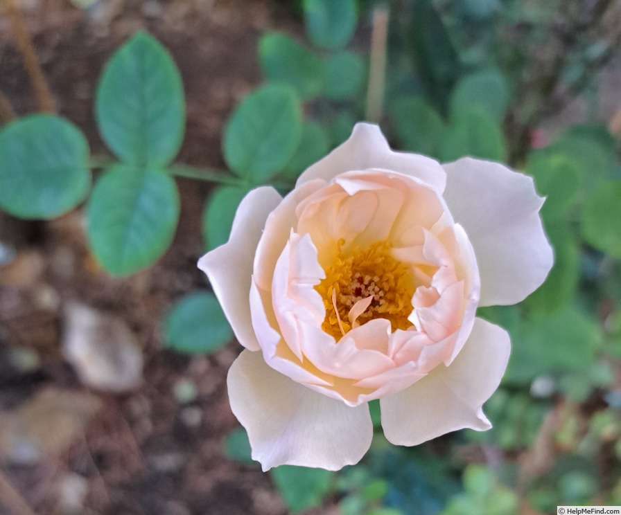 'Gentle Hermione' rose photo