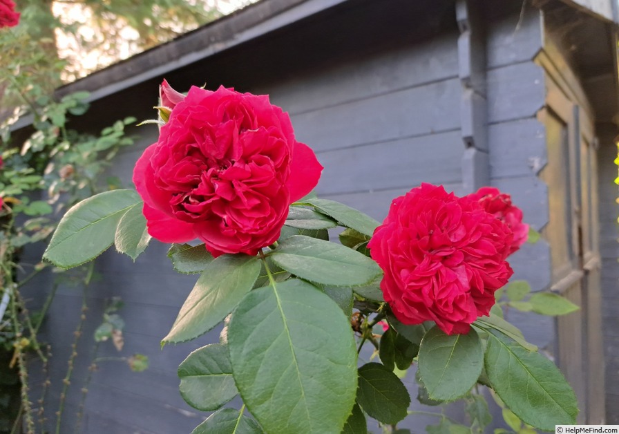 'Ruban Rouge ® (shrub, Meilland, 2012)' rose photo