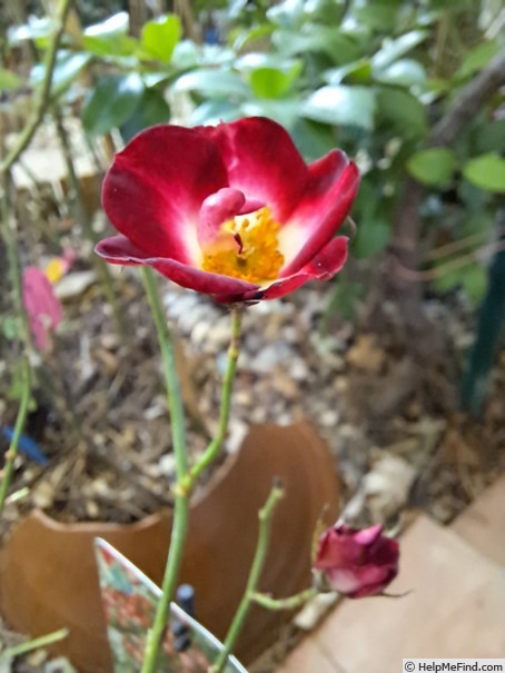'Everglow Ruby' rose photo