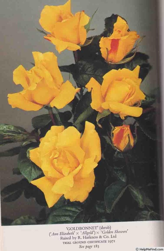 'Goldbonnet' rose photo