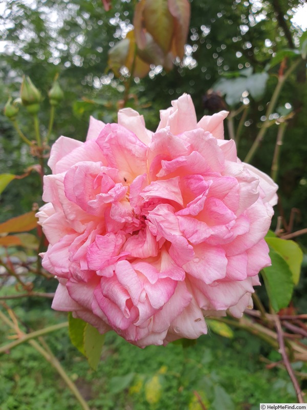 'E. Veyrath Hermanos' rose photo