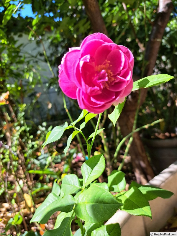'Catherine de Médicis (floribunda, Kordes, 2019)' rose photo