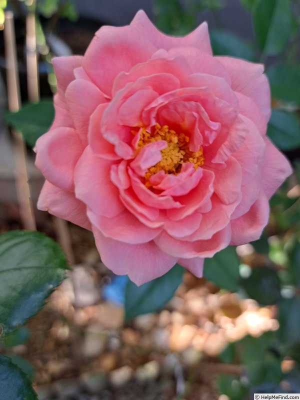 'Pink Voluptia ®' rose photo