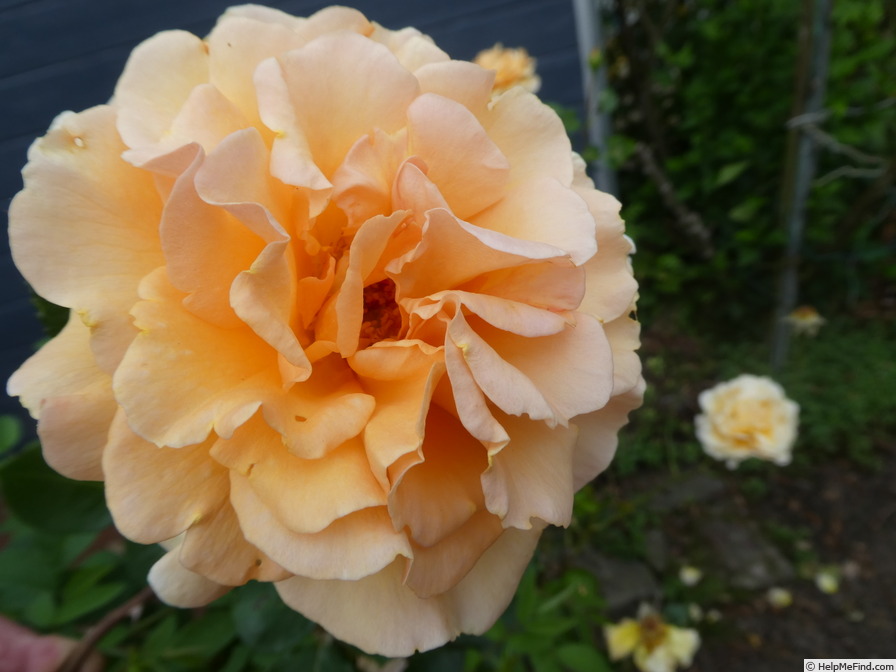 'Garden Glory' rose photo