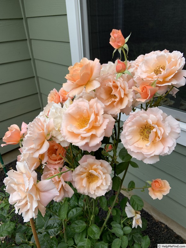 'Apricot Candy ™' rose photo